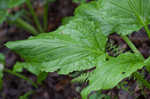 Skunk cabbage